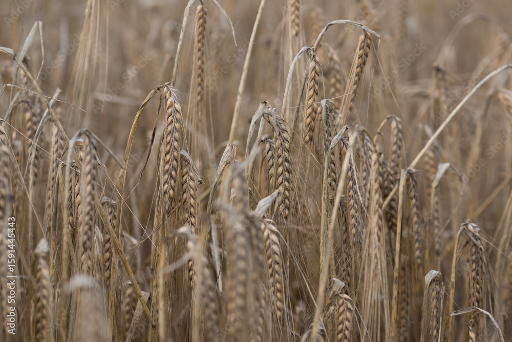 Obraz premium AGRICULTURE - Rye on the farm field