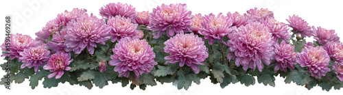 Arreglo floral o ramo colorido. flores de primavera aisladas sobre fondo transparente.