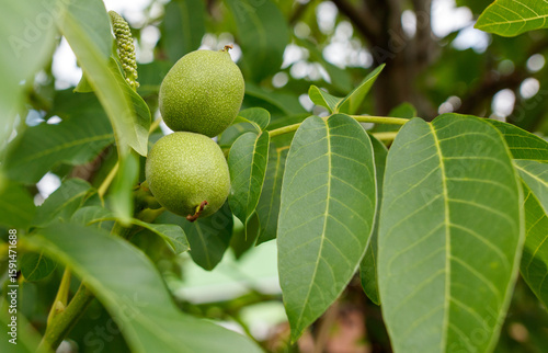 Two nuts hanging from a tree branch