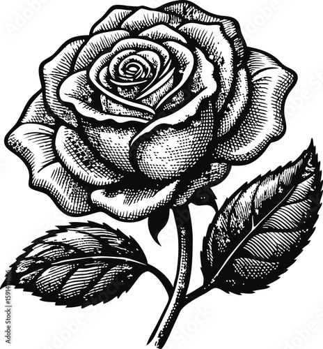 Elegant vintage engraved rose with delicate petals and detailed leaves presented on a white background