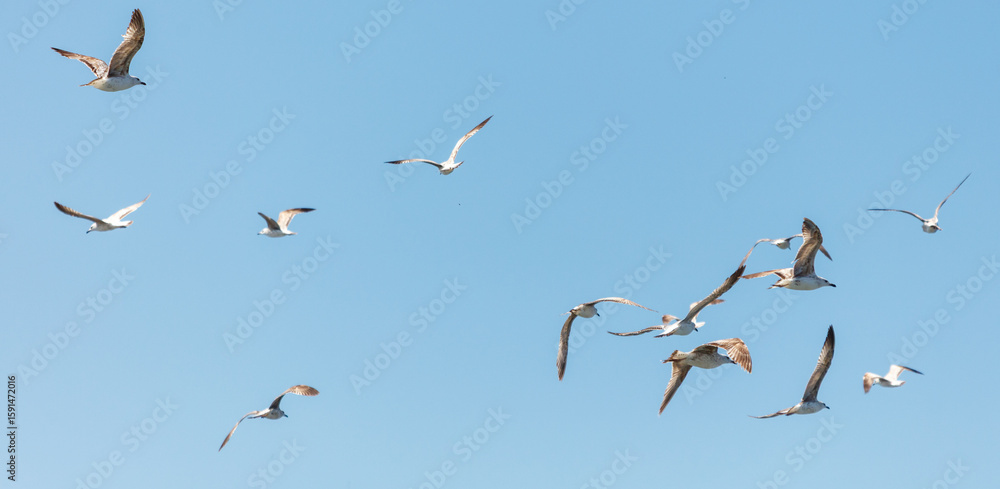 Fototapeta premium A flock of seagulls flying in the sky