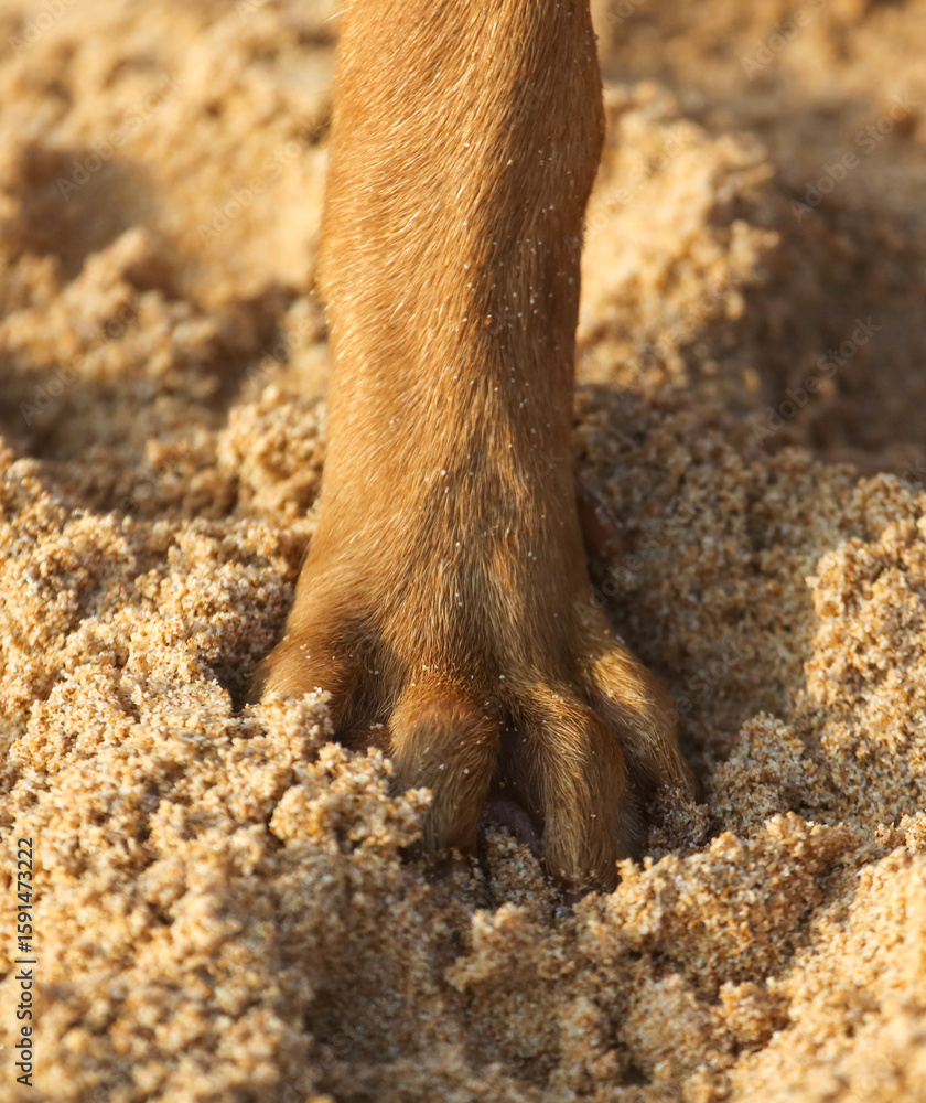 Obraz premium A dog's paw is in the sand