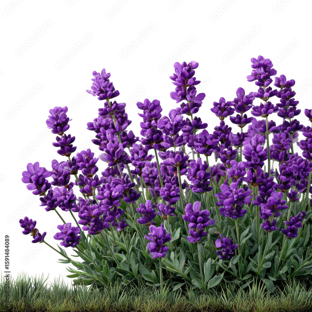 Obraz premium A lush cluster of purple lavender flowers with green foliage isolated on transparent background