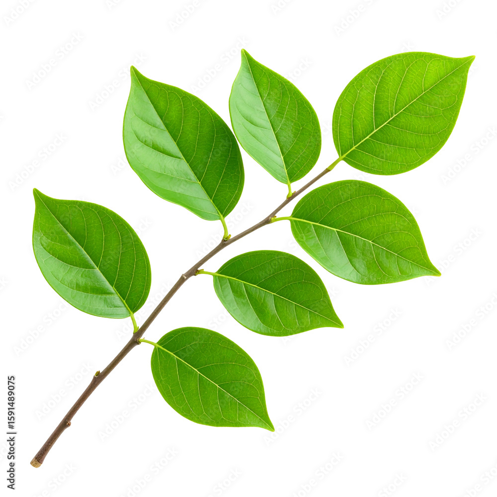 Naklejka premium Bright green linden tree leaves on a twig, isolated on a white background, show fresh spring growth