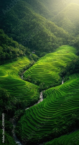 Lush green terraced rice paddies in a valley