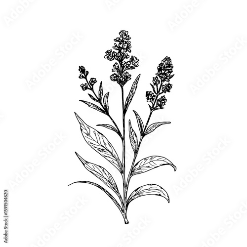 Wildflowers with leaves, black and white sketch. Vector illustration. Wormwood, lavender, meadow flower, isolated on a white background. The theme of nature, spring and summer