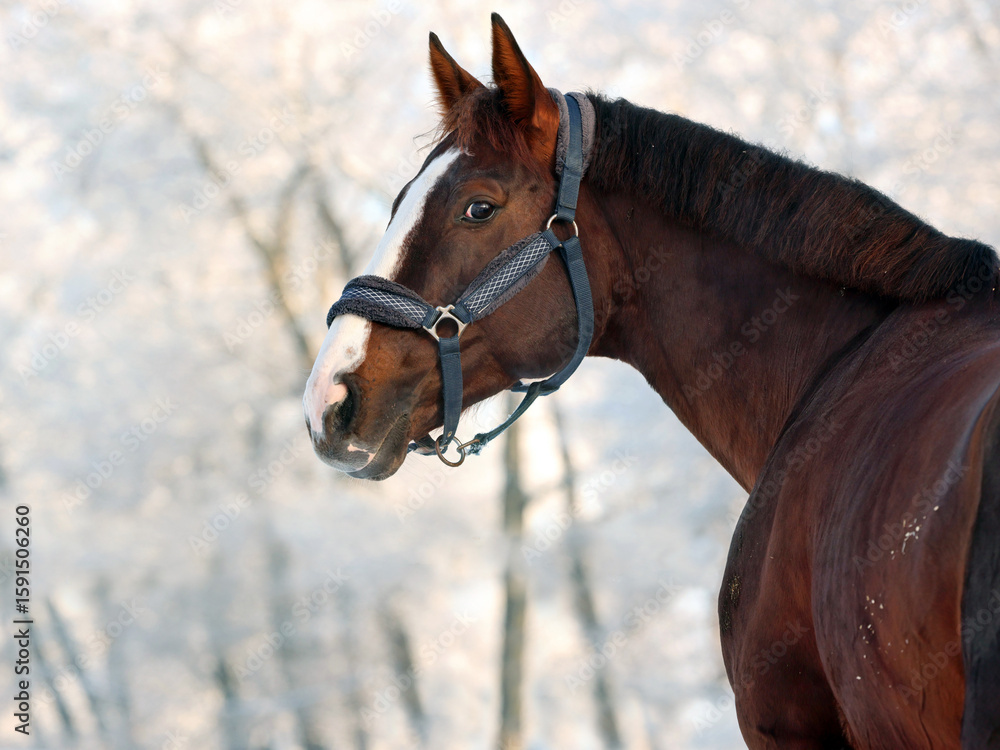 Obraz premium Thoroughbred race horse portrait in winter park