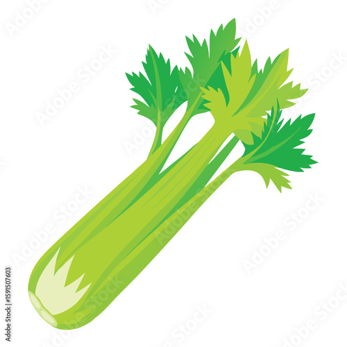 Fresh green celery stalk, crisp and healthy, against a clean white background.