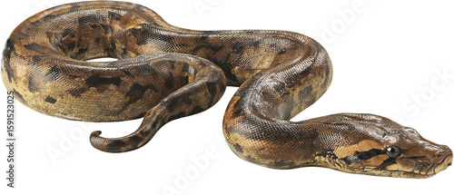 Full‑body high‑resolution anaconda PNG cutout on transparent background for wildlife education, jungle‑themed graphic design, venomous reptile identification, conservation infographics