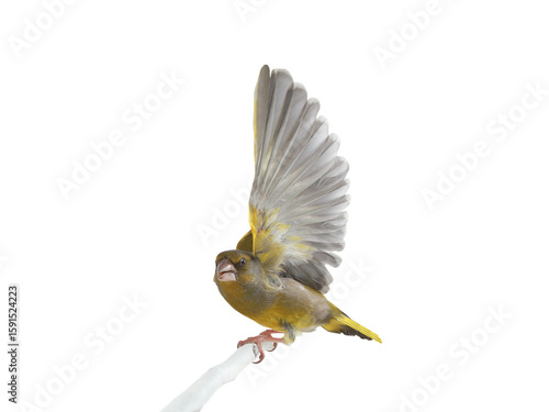 greenfinch (Chloris chloris) isolated on white background