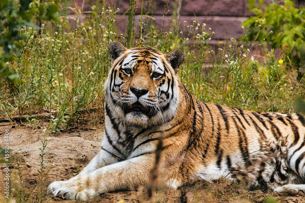 Naklejka premium tiger in the wild