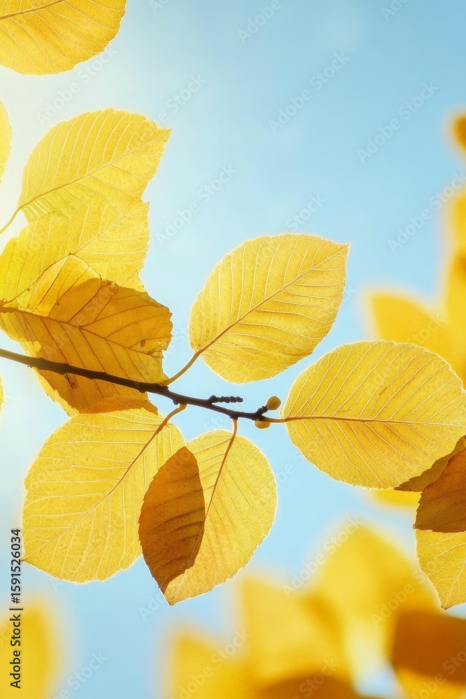 Fototapeta premium Stunning Autumn Scene with Vibrant Golden Yellow Leaves Under a Clear Blue Sky on a Sunny Day