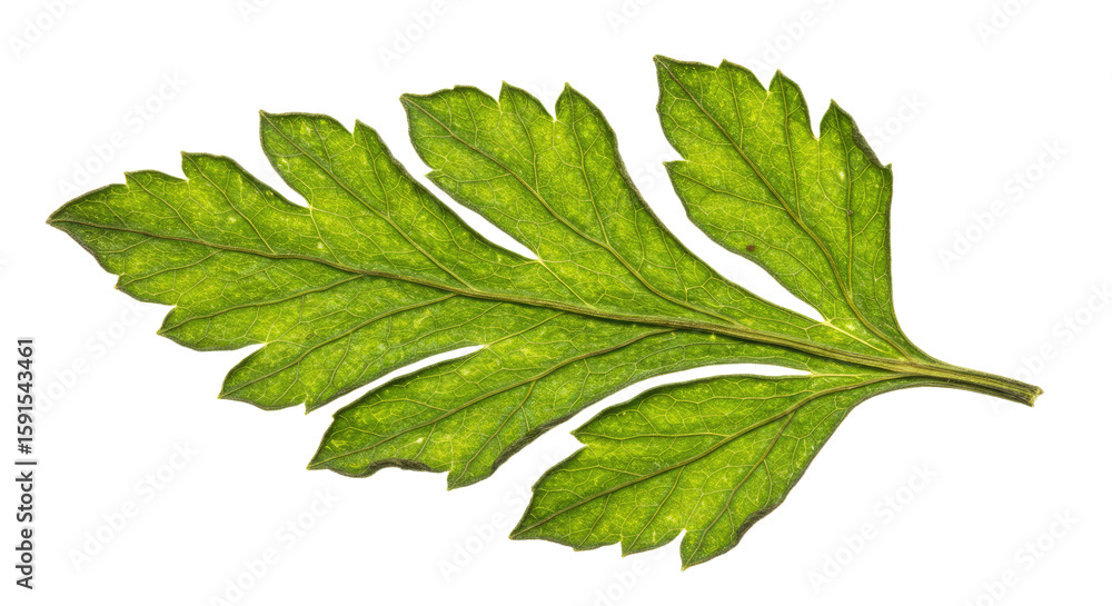 Obraz premium Parsley Leaf CloseUp on White Background.