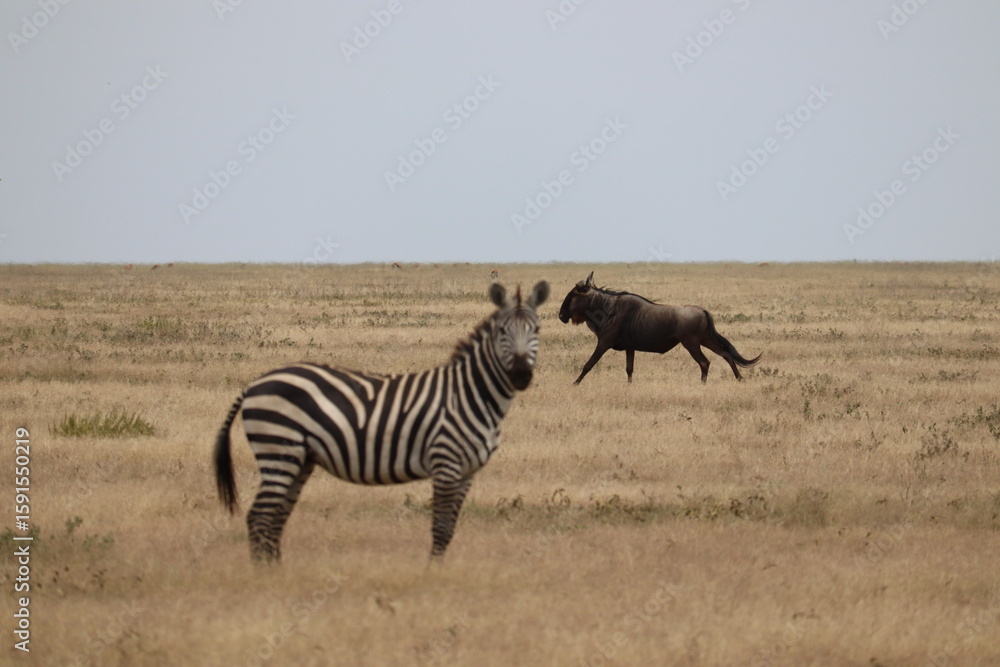 Naklejka premium Gnou 