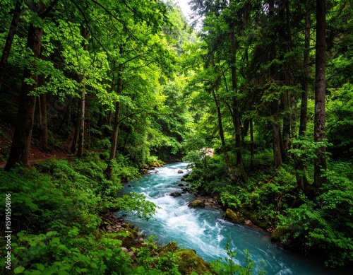 Lush, verdant forest and a turquoise river