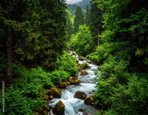 Lush mountain stream flowing through a dense forest