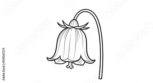 Elegant Bellflower on Thin Stem Detailed Relaxing Adult Coloring Page Design