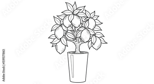 Lemon Bonsai Tree in Tall Pot Adult Coloring Page Botanical Illustration Art