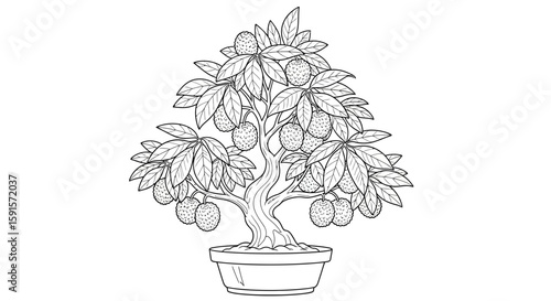 Lychee Bonsai Tree in Stylized Pot Adult Coloring Page Detailed Horticultural Design
