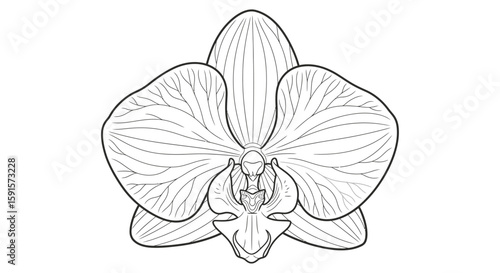 Orchid Flower Simplified Bold Style Adult Coloring Page Contemporary Floral Art