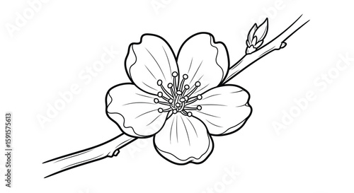 Delicate Single Cherry Blossom Thin Branch Adult Coloring Page Springtime Serenity
