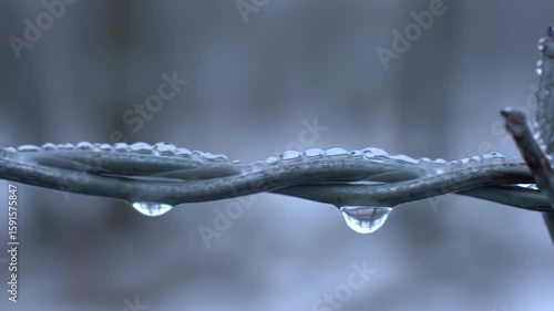 Iced Razor Wire