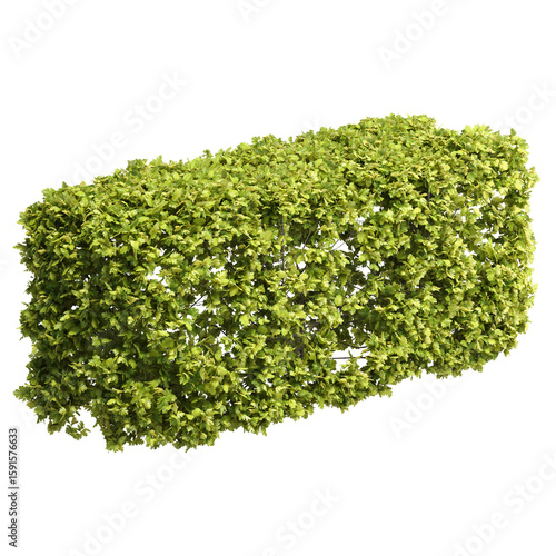 The Clipped Garden Hawthorn Hedge