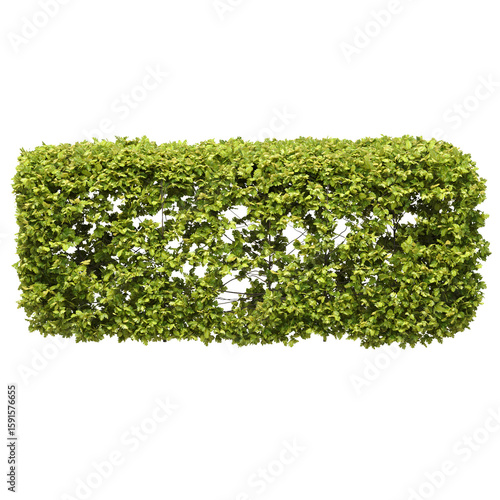 The Clipped Garden Hawthorn Hedge