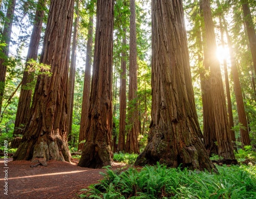 Sunlight filtering through giant redwood trees