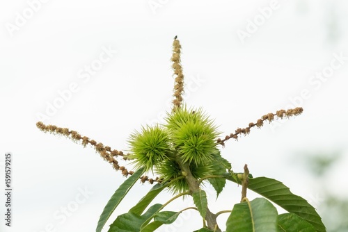 Foto Sweet chestnut tree growing green spiky seed pods and flowers in spring