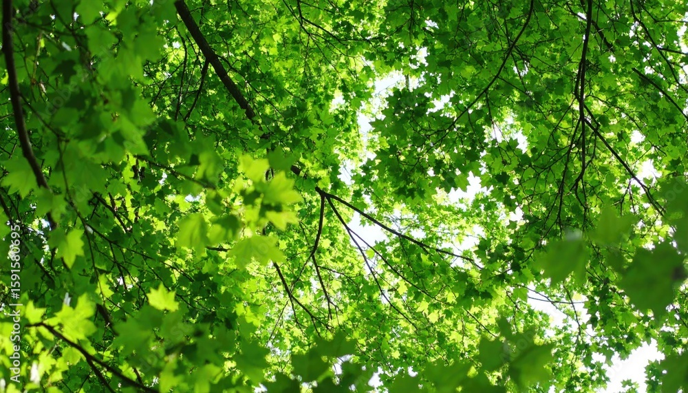 Fototapeta premium Lush green canopy of leaves