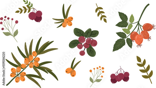 Autumn forest berries and branches set. Vector collection of sea buckthorn, rosehip, cranberry, lingonberry, and colorful fall twigs. Perfect for seasonal prints, patterns, labels, and DIY projects.