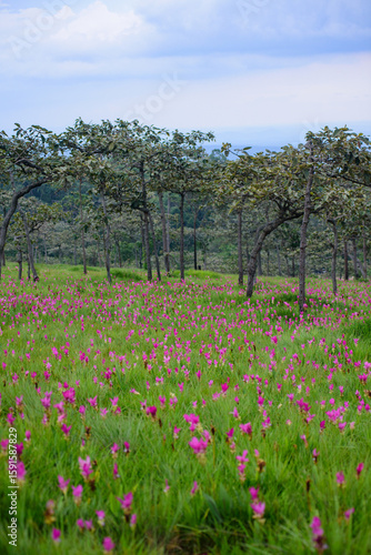 Wallpaper Mural Vibrant pink Siam Tulip (Curcuma alismatifolia) blooms carpeting a lush green field under soft, natural light Torontodigital.ca