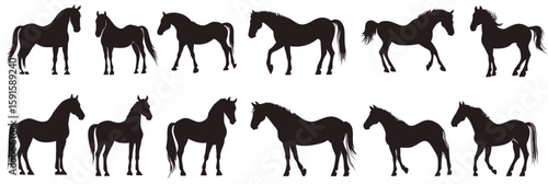 Set of twelve black horse silhouettes in various standing and walking poses isolated on white background minimalistic flat vector design equine shapes collection