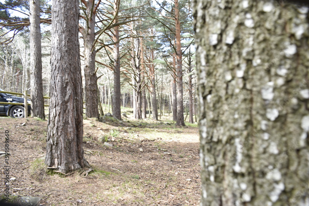 Naklejka premium BOSQUE ENFOCADO