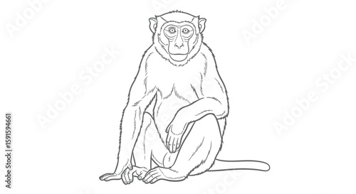 Assamese Macaque Sitting Calmly Intricate Adult Coloring Page Wildlife Primate Study