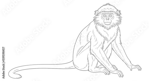 Golden Langur Monkey Sitting Calmly Intricate Adult Coloring Page Wildlife Primate Study