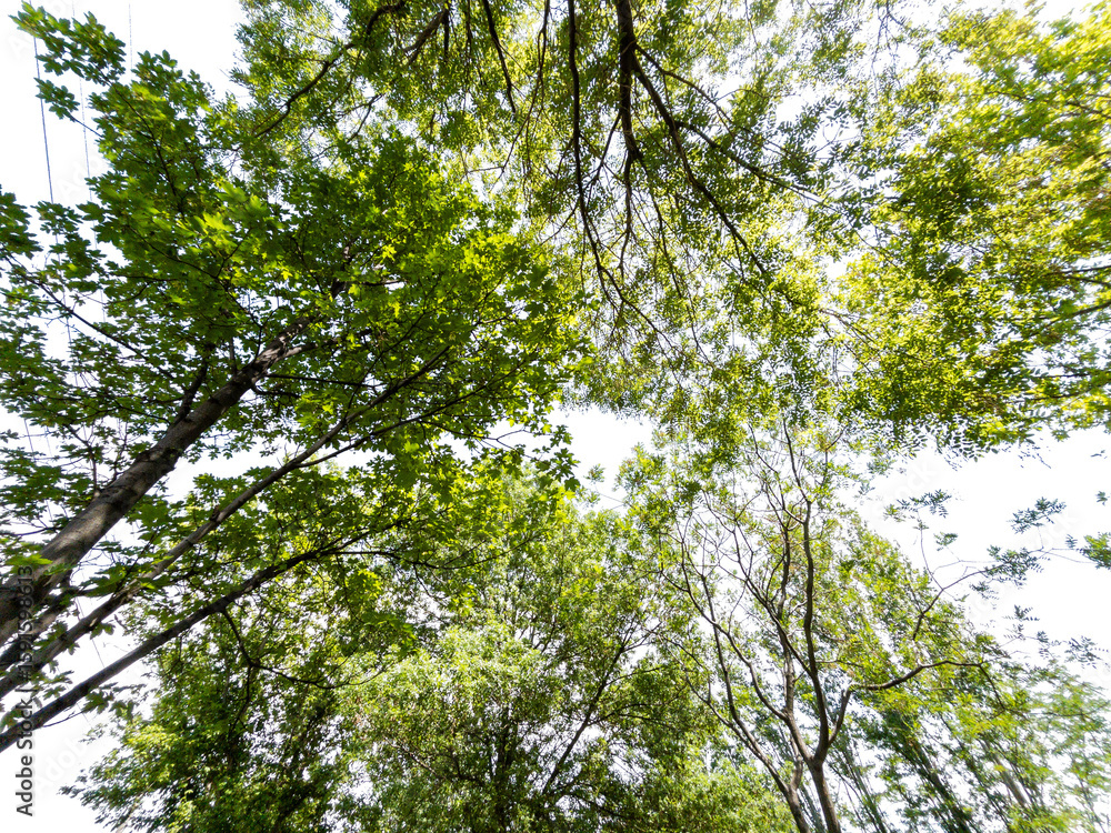 Fototapeta premium Bottom view of trees isolated on white background