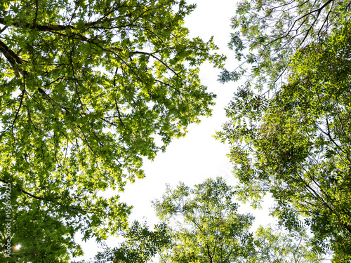 Foto Bottom view of trees isolated on white background