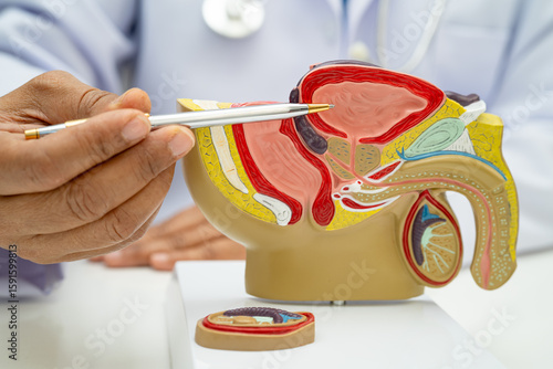 Photography Male reproductive system, Asian doctor holding human anatomy model for study diagnosis and treatment in hospital
