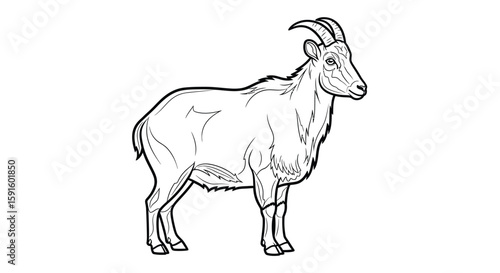 Unique Nilgiri Tahr Side Standing Adult Coloring Page Wildlife Nature Exploration