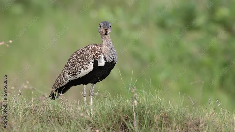 Close-up Red-crested korhaan bird vocalizes looking directly at camera Close-up Red-crested korhaan bird vocalizes looking directly at camera