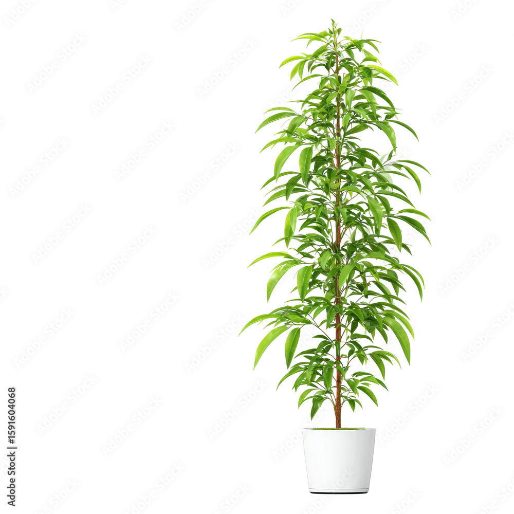 Fototapeta premium Tall Green Plant In White Pot Isolated On White Background