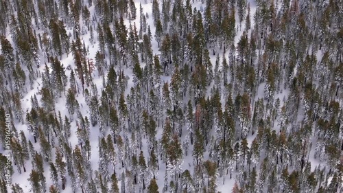 Inyo Sierra National Forest birdseye view snow trees backcountry Mammoth Mountain ski resort California The Hemlocks Ritter Range Sierra Nevada Main Lodge Minarets Summit Vista winter spring right