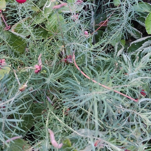 Ornamental Wormwood Plant with Small Pink Flowers Growing in a Garden Bed