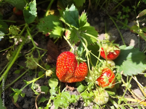 Close-up of Fresh Red Strawberries Growing in a Patch with Green Leaves