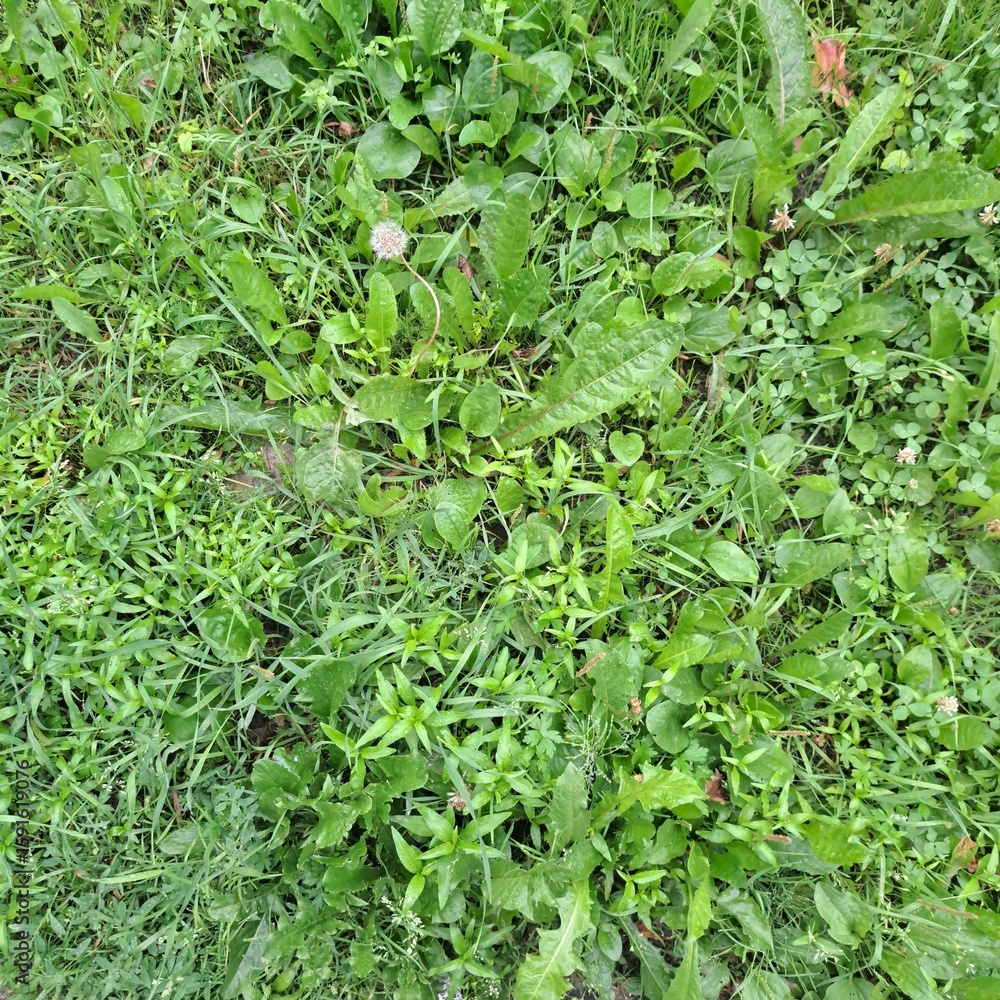 Obraz premium green grass background