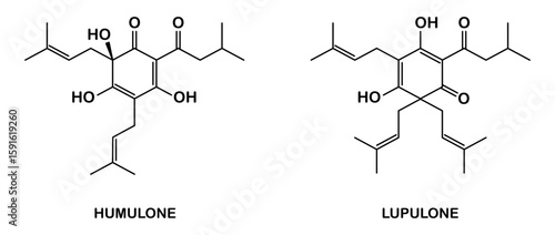 Chemical structure of lupulone and humulone.