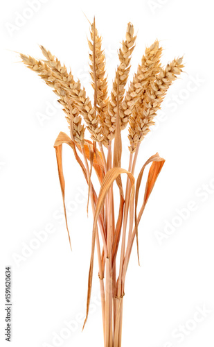 Ears of wheat.