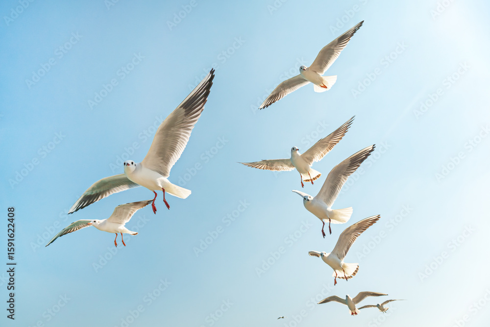 Obraz premium flock of birds flying in sky. visible seagull silhouettes.